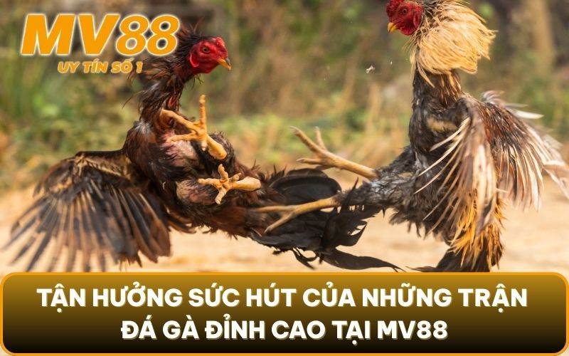 Tận Hưởng Sức Hút Của Những Trận Đá Gà Đỉnh Cao Tại MV88