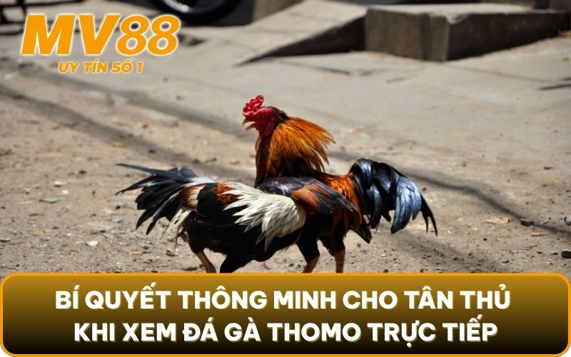 Đá Gà Thomo Trực Tiếp Là Gì? Lưu Ý Đặc Biệt Khi Vào Cược 6 Bí quyết thông minh cho tân thủ khi xem đá gà thomo trực tiếp