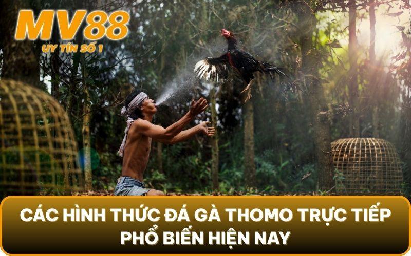 Đá Gà Thomo Trực Tiếp Là Gì? Lưu Ý Đặc Biệt Khi Vào Cược 3 Các hình thức đá gà Thomo trực tiếp phổ biến hiện nay