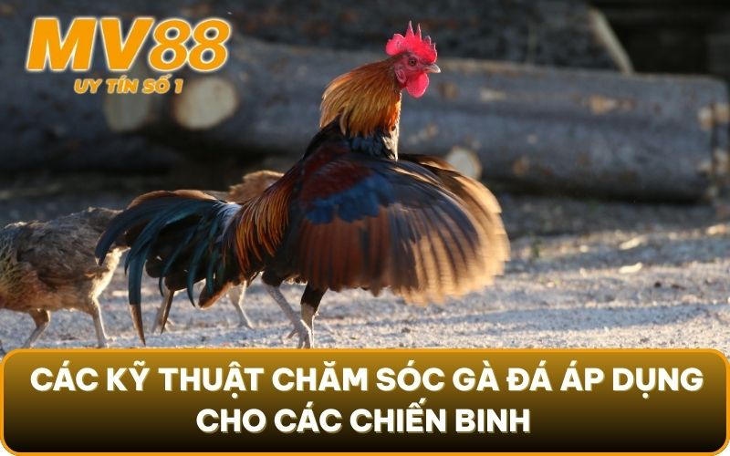 Nắm Vững Tinh Túy Kỹ Thuật Chăm Sóc Gà Đá Khéo Léo Từ MV88 4 Các kỹ thuật chăm sóc gà đá áp dụng cho các chiến binh