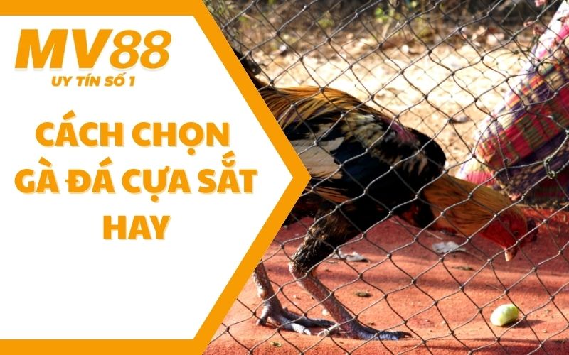 Cách Chọn Gà Đá Cựa Sắt Hay Từ Sư Kê Kỳ Cựu Tại MV88 1 Cách Chọn Gà Đá Cựa Sắt Hay Từ Sư Kê Kỳ Cựu Tại MV88