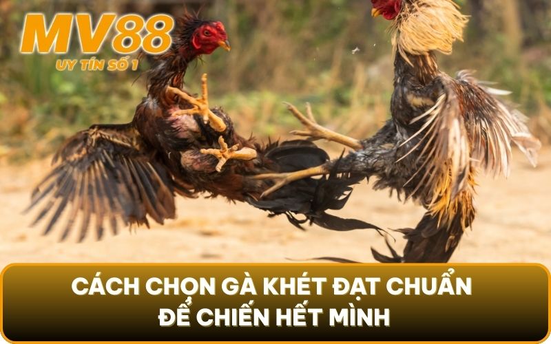 Gà Khét - Đặc Điểm Nổi Bật, Cách Chọn Hiệu Quả Trong Đá Gà 3 Cách chọn gà khét đạt chuẩn để chiến hết mình