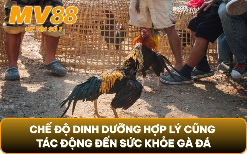 Nắm Vững Tinh Túy Kỹ Thuật Chăm Sóc Gà Đá Khéo Léo Từ MV88 3 Chế độ dinh dưỡng hợp lý cũng tác động đến sức khỏe gà đá