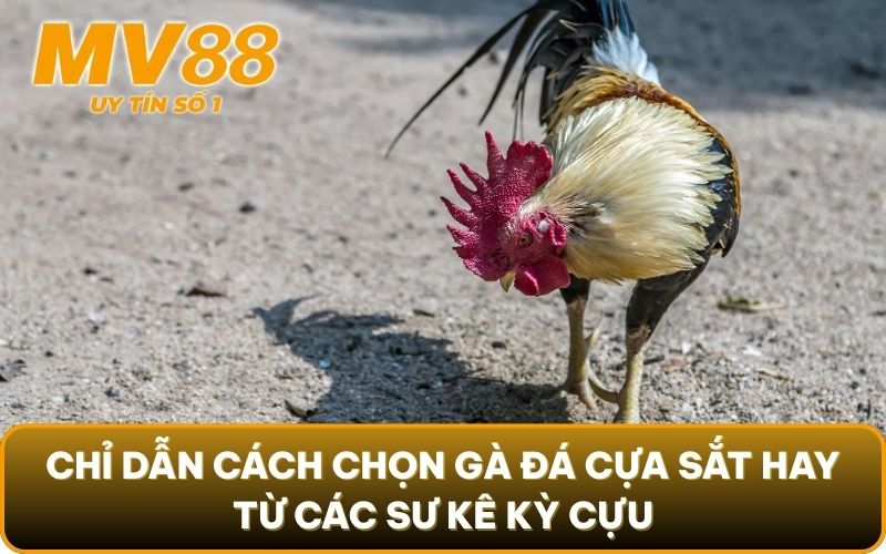 Cách Chọn Gà Đá Cựa Sắt Hay Từ Sư Kê Kỳ Cựu Tại MV88 3 Chỉ dẫn cách chọn gà đá cựa sắt hay từ các sư kê kỳ cựu