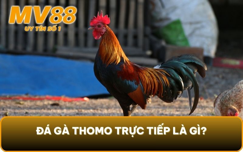 Đá Gà Thomo Trực Tiếp Là Gì? Lưu Ý Đặc Biệt Khi Vào Cược 2 Đá gà Thomo trực tiếp là gì?