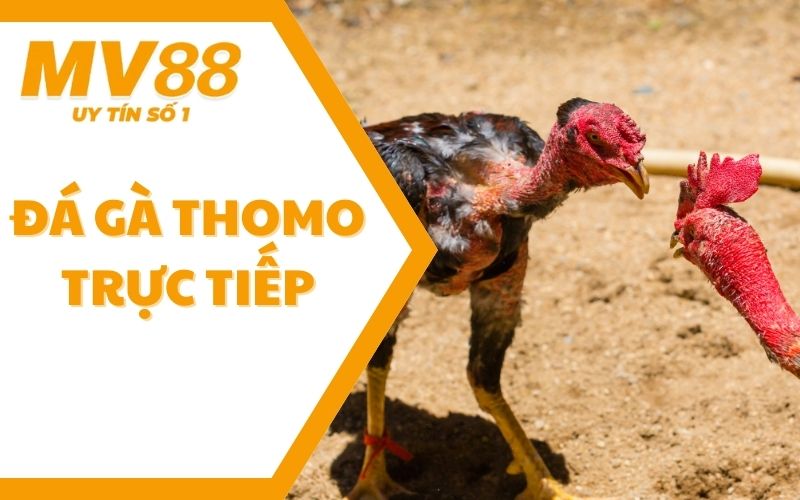 Đá Gà Thomo Trực Tiếp Là Gì? Lưu Ý Đặc Biệt Khi Vào Cược 1 Đá Gà Thomo Trực Tiếp Là Gì? Lưu Ý Đặc Biệt Khi Vào Cược