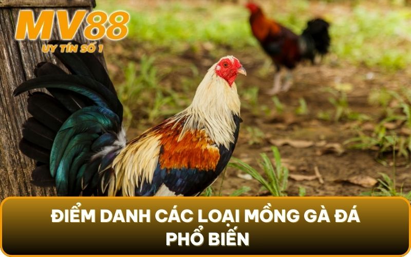 Mồng Gà Đá - Thông Tin Thú Vị Về Bộ Phận Đặc Biệt Này 5 Điểm danh các loại mồng gà đá phổ biến