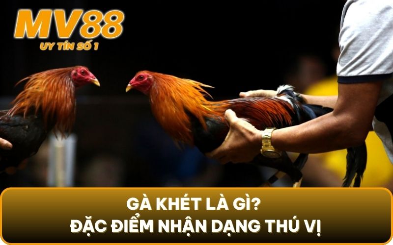 Gà khét là gì? Đặc điểm nhận dạng thú vị