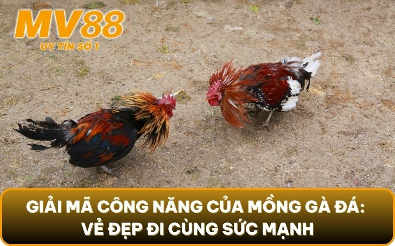 Mồng Gà Đá - Thông Tin Thú Vị Về Bộ Phận Đặc Biệt Này 3 Giải mã công năng của mồng gà đá: Vẻ đẹp đi cùng sức mạnh