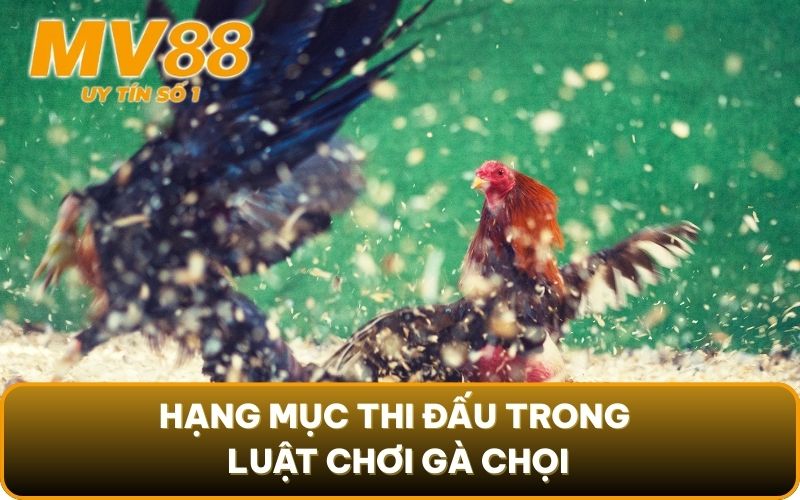 Luật Chơi Gà Chọi - Phân Xử Thắng Thua Chuẩn Xác Cùng MV88 2 Hạng mục thi đấu trong luật chơi gà chọi