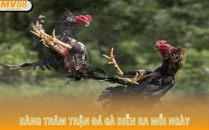 Trang chủ 11 Hàng trăm trận Đá Gà diễn ra mỗi ngày
