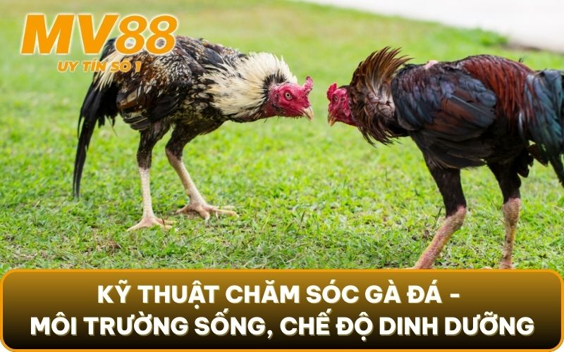 Nắm Vững Tinh Túy Kỹ Thuật Chăm Sóc Gà Đá Khéo Léo Từ MV88 2 Kỹ thuật chăm sóc gà đá - Môi trường sống, chế độ dinh dưỡng