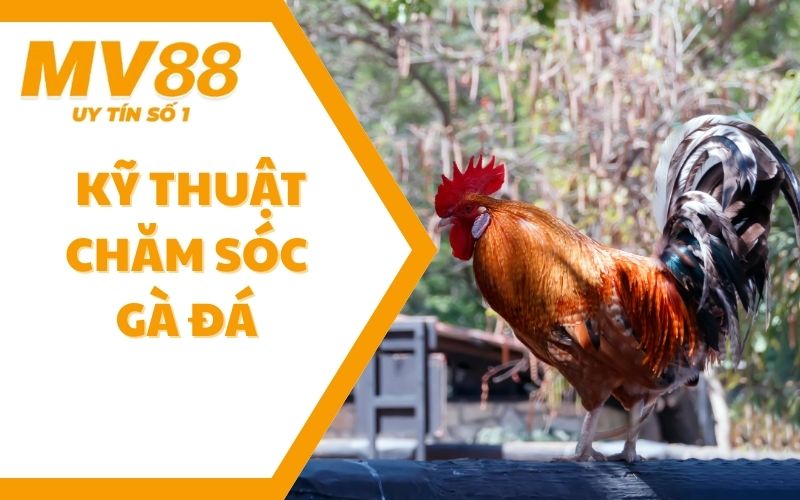 Nắm Vững Tinh Túy Kỹ Thuật Chăm Sóc Gà Đá Khéo Léo Từ MV88 1 Nắm Vững Tinh Túy Kỹ Thuật Chăm Sóc Gà Đá Khéo Léo Từ MV88