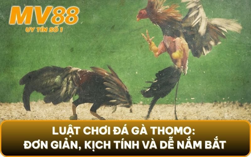 Đá Gà Thomo Trực Tiếp Là Gì? Lưu Ý Đặc Biệt Khi Vào Cược 4 Luật chơi đá gà thomo: Đơn giản, kịch tính và dễ nắm bắt