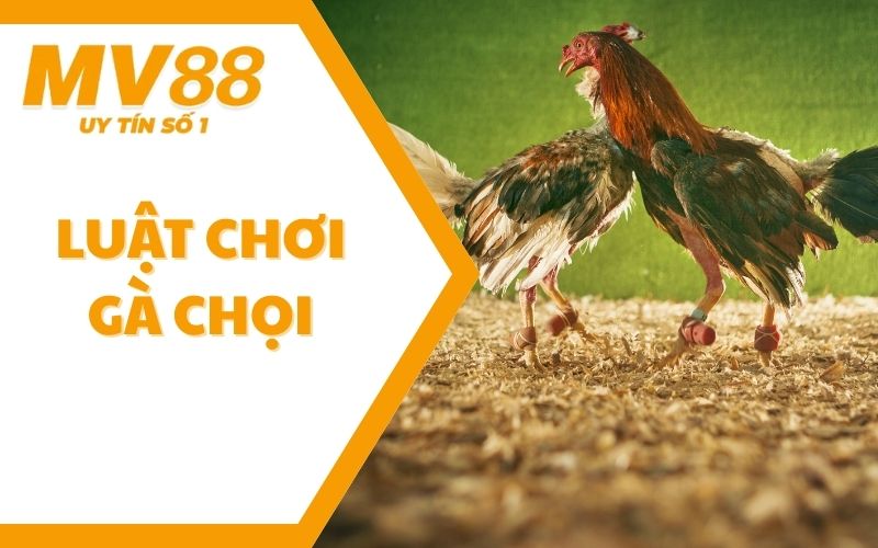 Luật Chơi Gà Chọi - Phân Xử Thắng Thua Chuẩn Xác Cùng MV88 1 Luật Chơi Gà Chọi - Phân Xử Thắng Thua Chuẩn Xác Cùng MV88