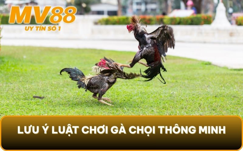 Luật Chơi Gà Chọi - Phân Xử Thắng Thua Chuẩn Xác Cùng MV88 5 Lưu ý luật chơi gà chọi thông minh