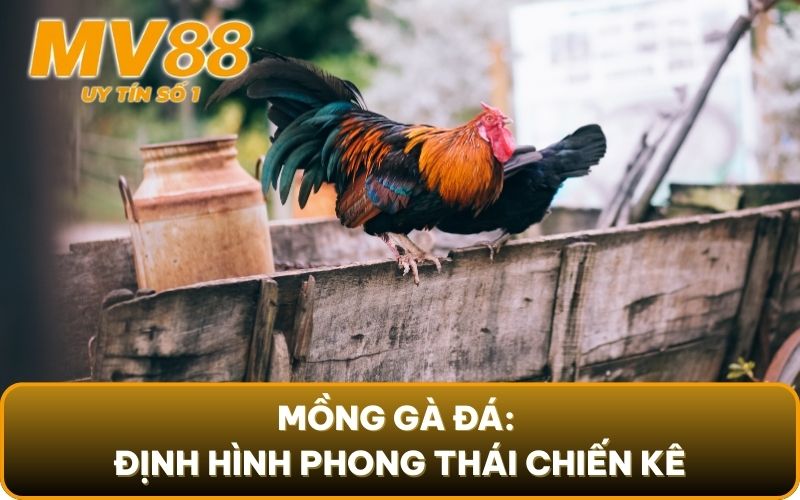 Mồng Gà Đá - Thông Tin Thú Vị Về Bộ Phận Đặc Biệt Này 2 Mồng gà đá: Định hình phong thái chiến kê