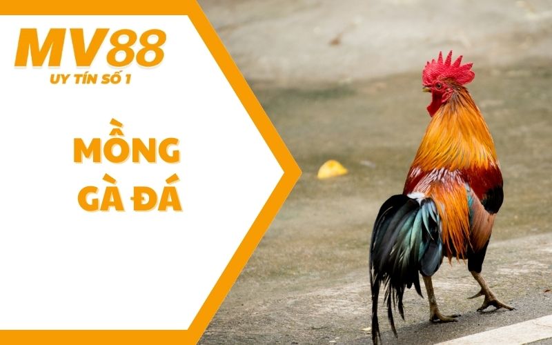 Mồng Gà Đá - Thông Tin Thú Vị Về Bộ Phận Đặc Biệt Này 1 Mồng Gà Đá - Thông Tin Thú Vị Về Bộ Phận Đặc Biệt Này