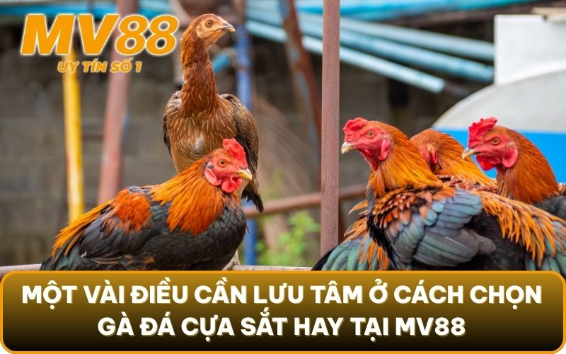 Cách Chọn Gà Đá Cựa Sắt Hay Từ Sư Kê Kỳ Cựu Tại MV88 4 Một vài điều cần lưu tâm ở cách chọn gà đá cựa sắt hay tại MV88