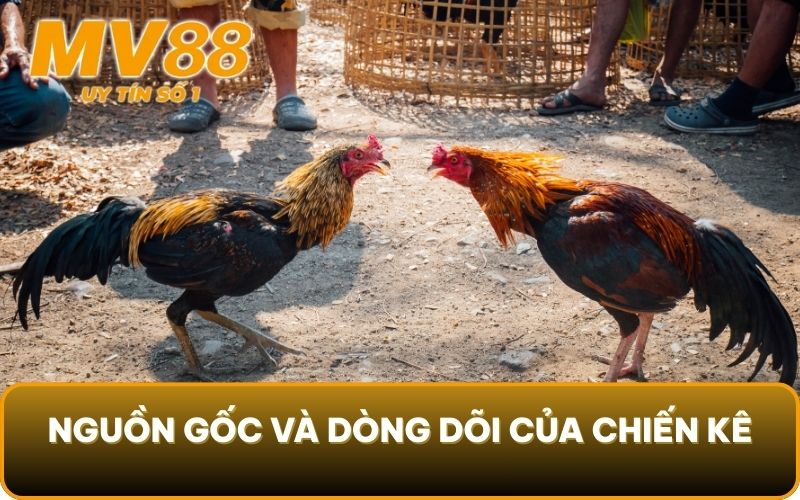 Luật Chơi Gà Chọi - Phân Xử Thắng Thua Chuẩn Xác Cùng MV88 3 Nguồn gốc và dòng dõi của chiến kê