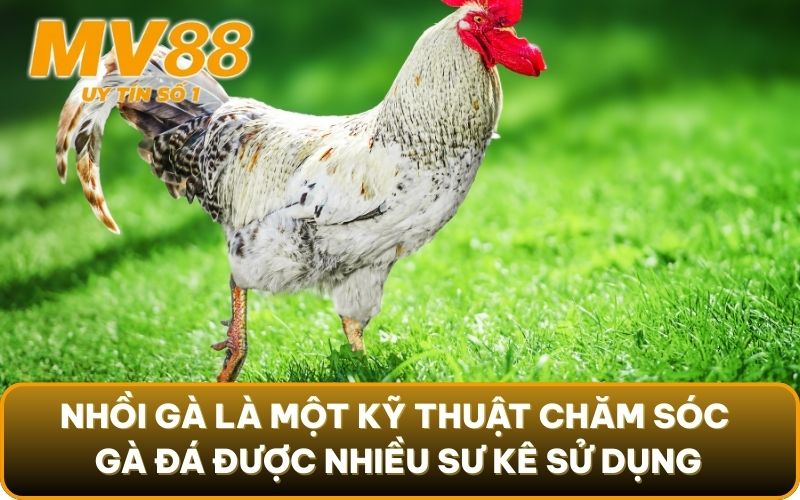 Nắm Vững Tinh Túy Kỹ Thuật Chăm Sóc Gà Đá Khéo Léo Từ MV88 5 Nhồi gà là một kỹ thuật chăm sóc gà đá được nhiều sư kê sử dụng