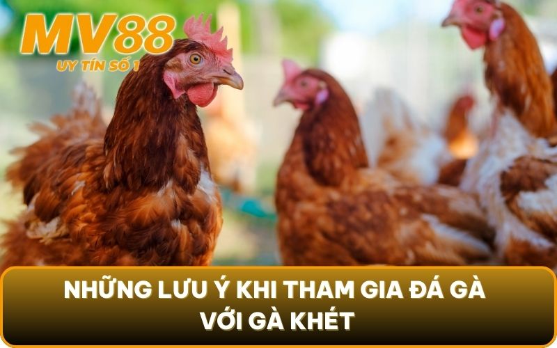 Gà Khét - Đặc Điểm Nổi Bật, Cách Chọn Hiệu Quả Trong Đá Gà 4 Những lưu ý khi tham gia đá gà với gà khét