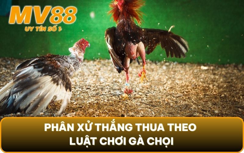 Luật Chơi Gà Chọi - Phân Xử Thắng Thua Chuẩn Xác Cùng MV88 4 Phân xử thắng thua theo luật chơi gà chọi