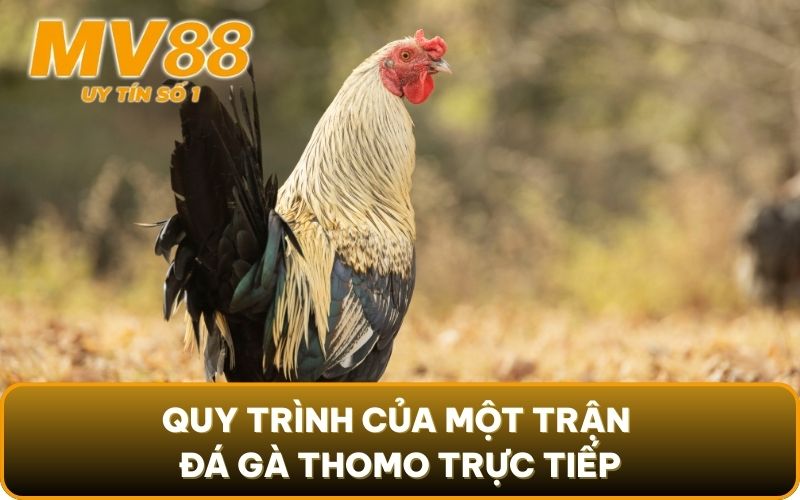 Đá Gà Thomo Trực Tiếp Là Gì? Lưu Ý Đặc Biệt Khi Vào Cược 5 Quy trình của một trận đá gà thomo trực tiếp