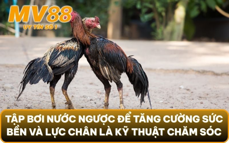Nắm Vững Tinh Túy Kỹ Thuật Chăm Sóc Gà Đá Khéo Léo Từ MV88 6 Tập bơi nước ngược để tăng cường sức bền và lực chân là kỹ thuật chăm sóc gà đá