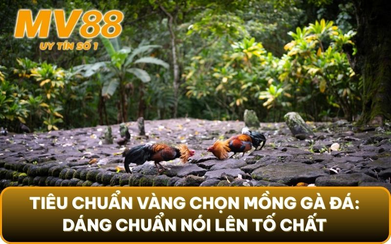 Mồng Gà Đá - Thông Tin Thú Vị Về Bộ Phận Đặc Biệt Này 4 Tiêu chuẩn vàng chọn mồng gà đá: Dáng chuẩn nói lên tố chất