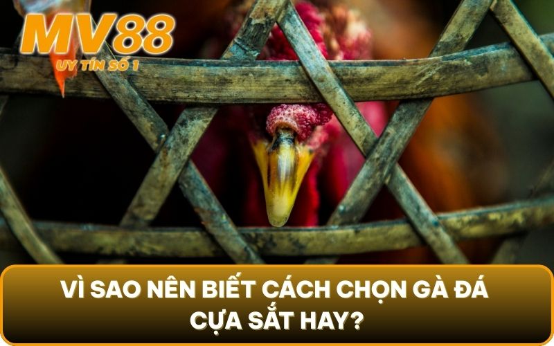 Cách Chọn Gà Đá Cựa Sắt Hay Từ Sư Kê Kỳ Cựu Tại MV88 2 Vì sao nên biết cách chọn gà đá cựa sắt hay?
